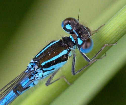 Réf. 231 254 : Coenagrion scitulum
